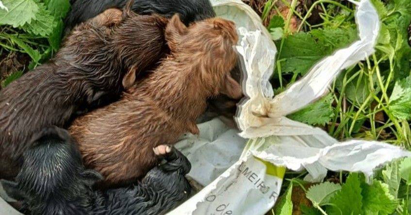 Idoso detido após lançar ninhada de cães a um poço em Ponte de Lima