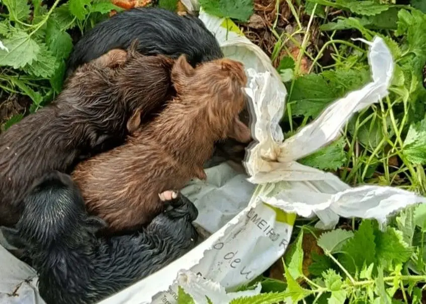 GNR detém idoso que lançou ninhada de cães a um poço em Ponte de Lima