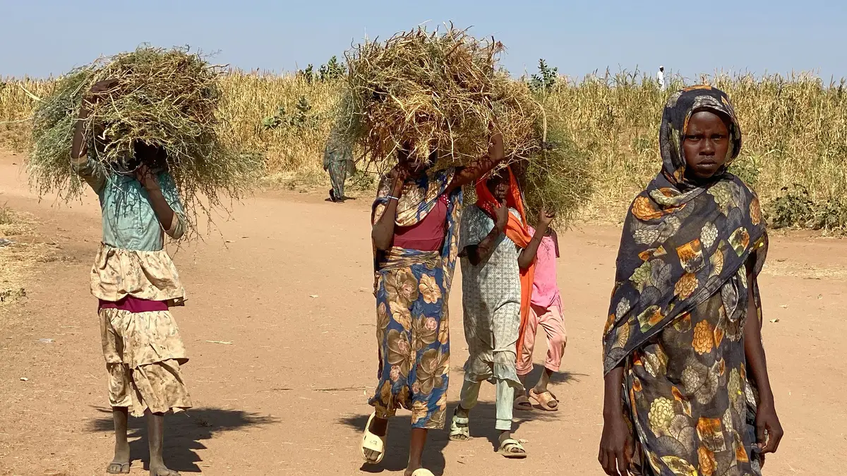Sudaneses deslocados, que fugiram da cidade de El-Fasher após forças paramilitares do Sudão terem matado centenas de pessoas na região ocidental de Darfur, transportam lenha no seu campo em Tawila, Sudão, na quinta-feira, 30 de outubro de 2025.