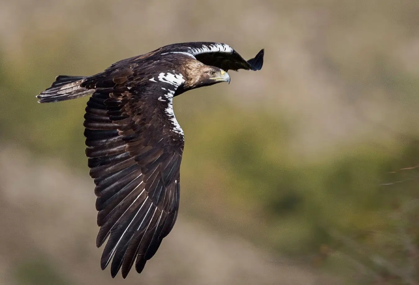 Homem detido em Espanha por suspeita de abater águia imperial ibérica