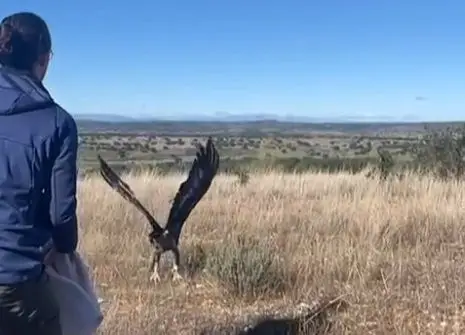 Águia-real "Vitis" regressa à natureza após recuperação