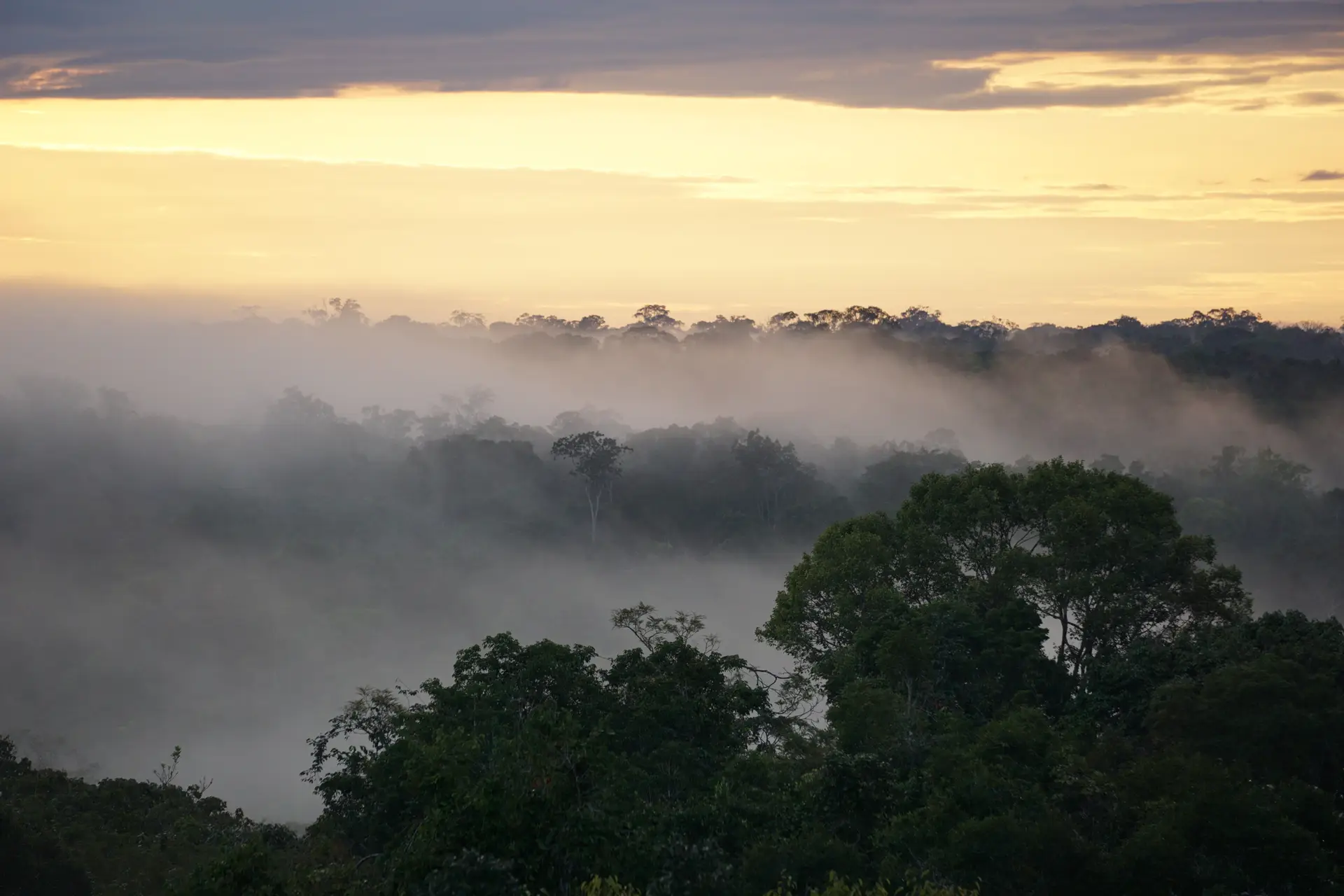 A floresta da Amazónia está a ser atingida por mais dias de seca extrema, o que está a levar à morte de árvores e a alterar a natureza destes sumidouros tropicais de dióxido de carbono produzido pela queima de combustíveis fósseis.