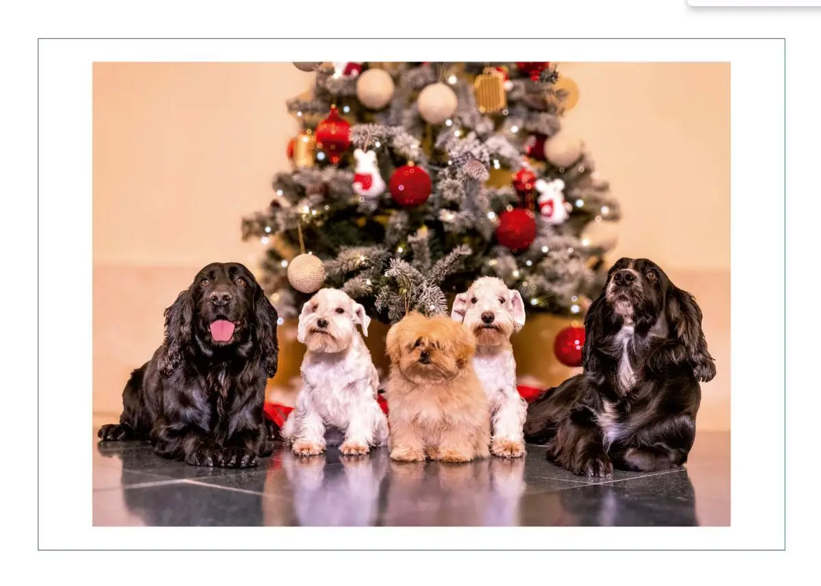 Família Real espanhola deseja "Feliz Natal" mas são os 'patudos' a roubar o protagonismo