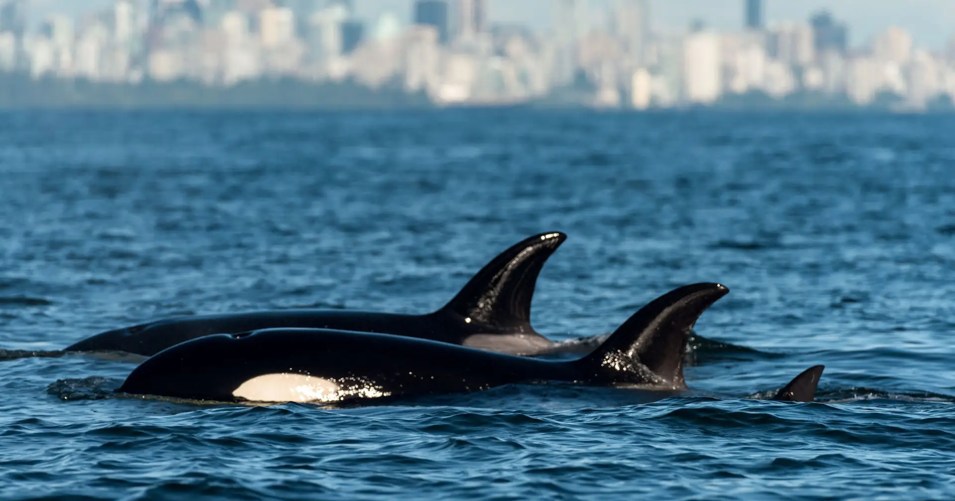 Inédito: orcas e golfinhos unem-se para caçar salmões