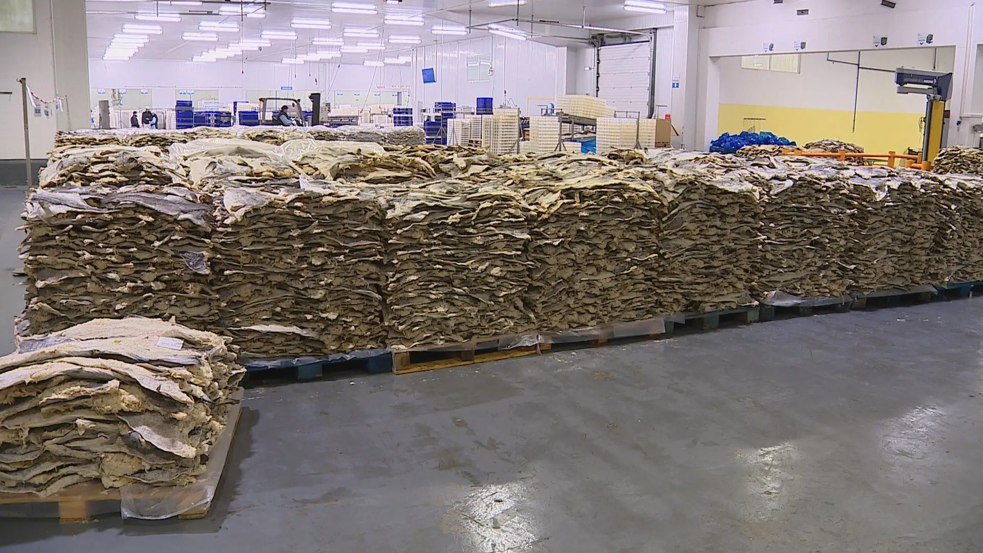 Maior fábrica no mundo de transformação de bacalhau é em Portugal