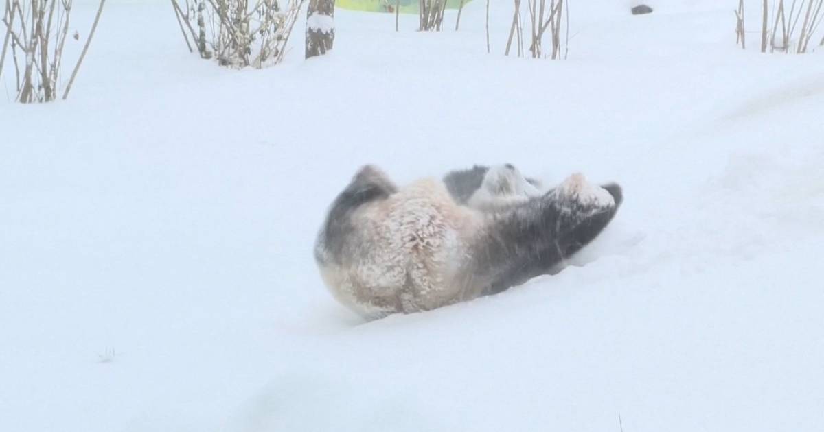 Escorrega de neve faz as delícias dos pandas Zhishi e Zhima