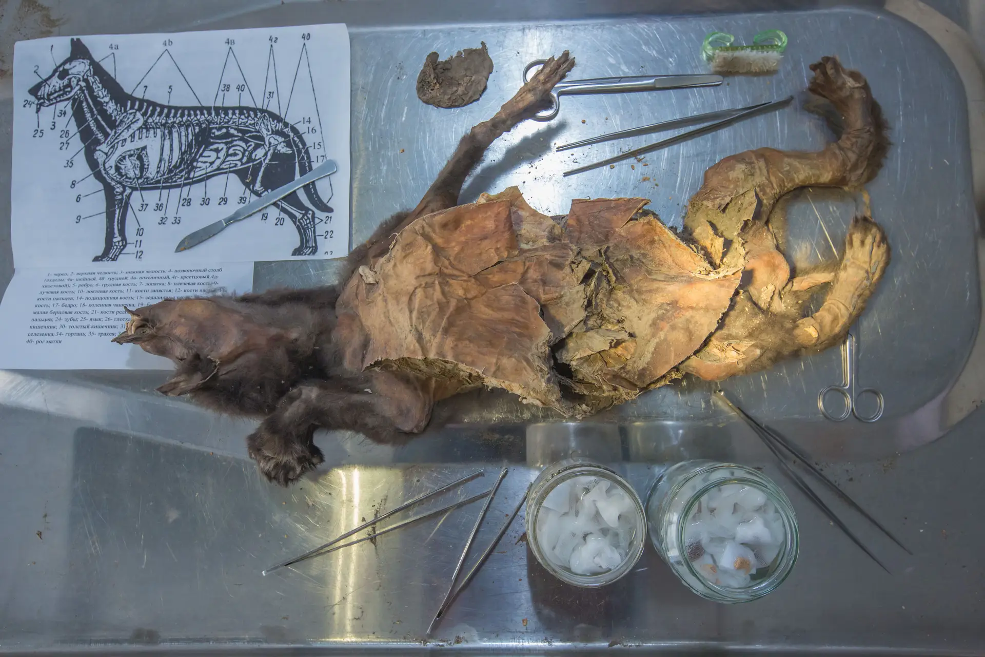 Fotografia do filhote de lobo Tumat-1 em  Viena, 2018