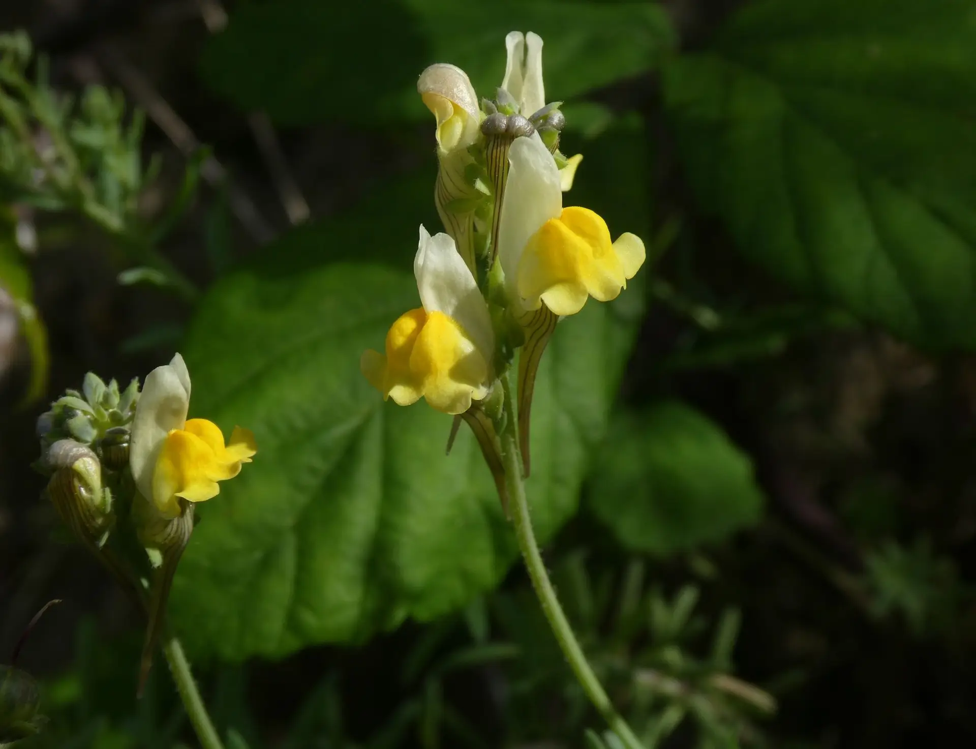 Investigador de Coimbra descobre espécie de planta que só existe em Almada