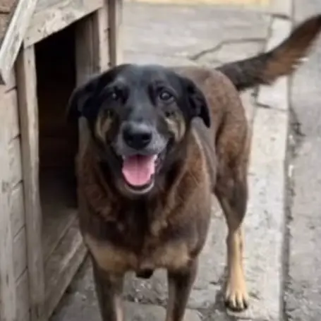 Orelha, a community dog from Praia Brava, Florianópolis