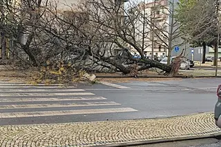 Condutor ferido após queda de árvore em Castelo Branco