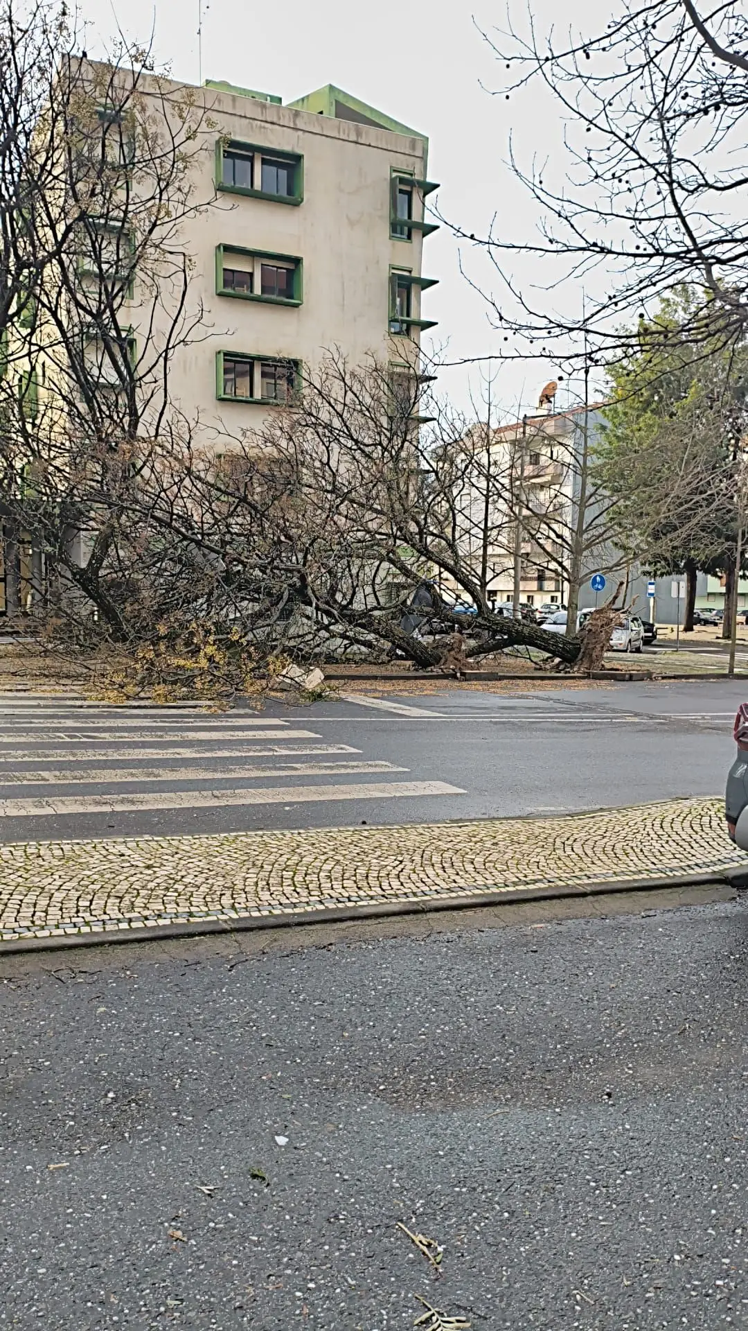 Condutor ferido após queda de árvore em Castelo Branco