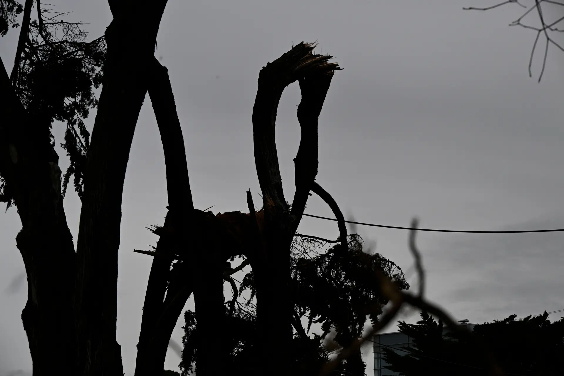 Um morto em queda de árvore em Vila Franca de Xira