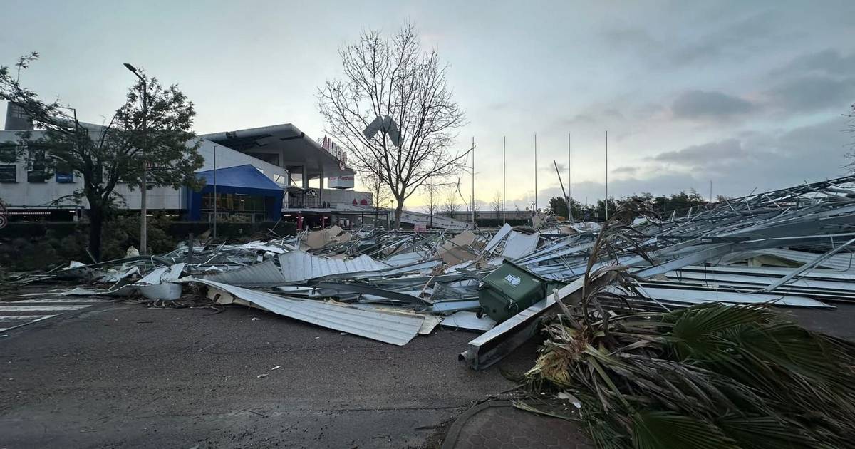 "É tempo de agir": Castelo Branco lança campanha para reflorestar o concelho