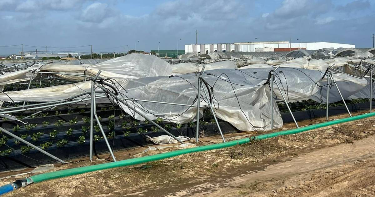 Depressão Kristin causa prejuízos de mil milhões de euros na agricultura