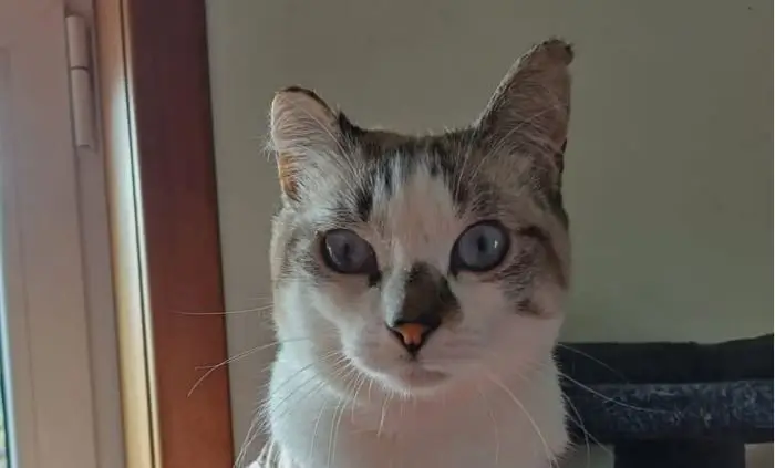 Criança meteu gata no forno, mãe foi condenada por deixar animal a agonizar sem tratamento