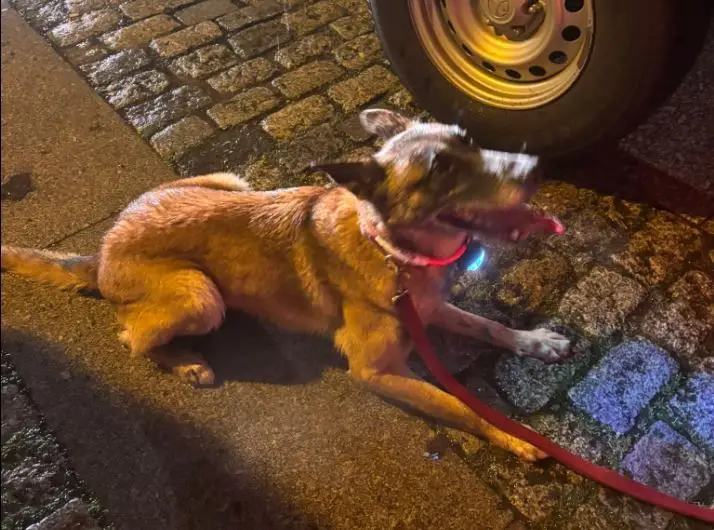 Cadela encontra criança de nove anos desaparecida em Arcos de Valdevez