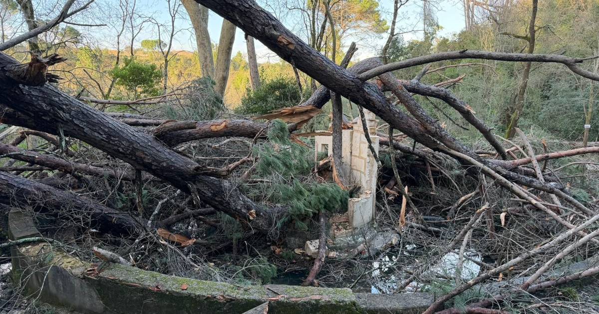 Tempestade arrasou a Mata Nacional dos Sete Montes em Tomar