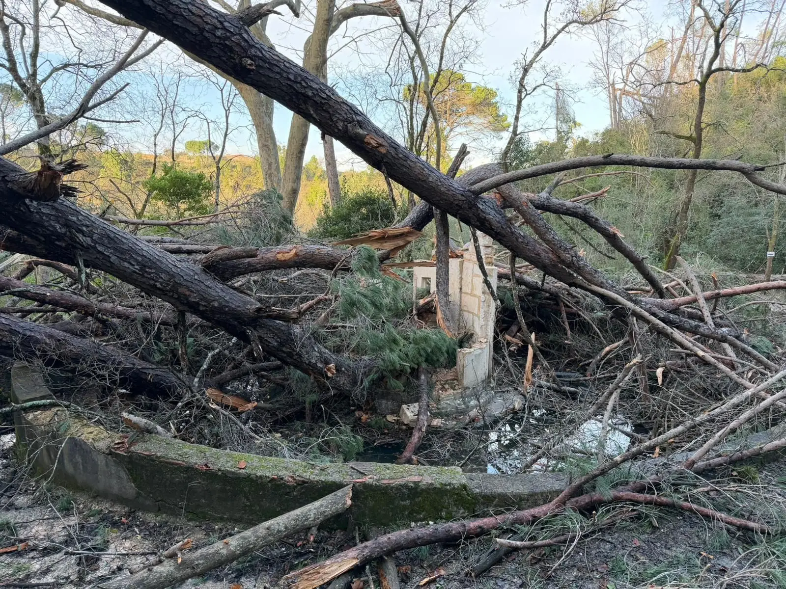 Queda de árvores destrói monumento renascentista junto ao Convento de Cristo em Tomar
