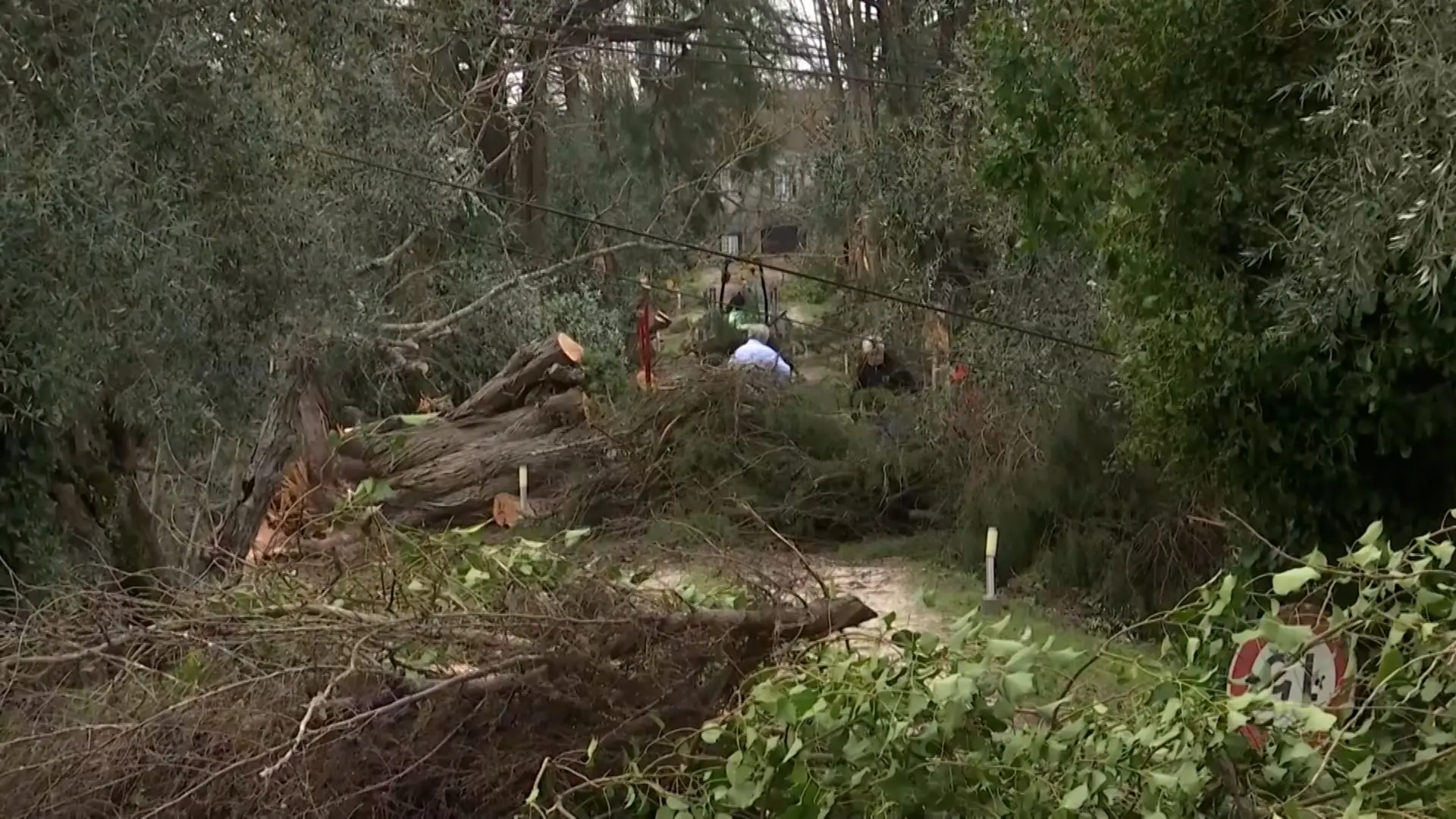 Ourém: emigrantes regressam para ajudar a limpar a floresta e recuperar estragos