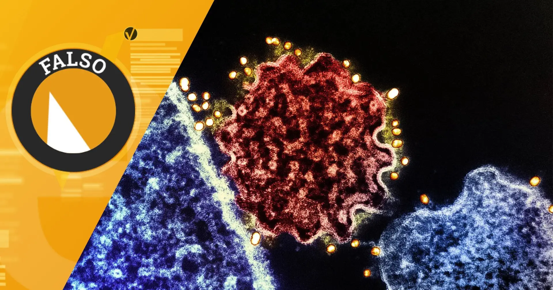 Vírus Nipah: OMS alertou para risco global de infeção depois do Carnaval? A SIC Verifica