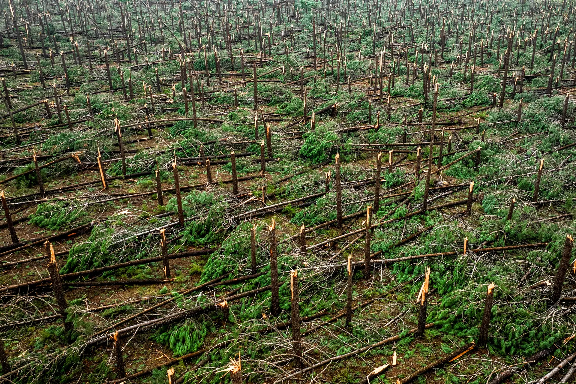 Tempestade Kristin devasta florestas e obriga indústria da celulose a adaptar-se