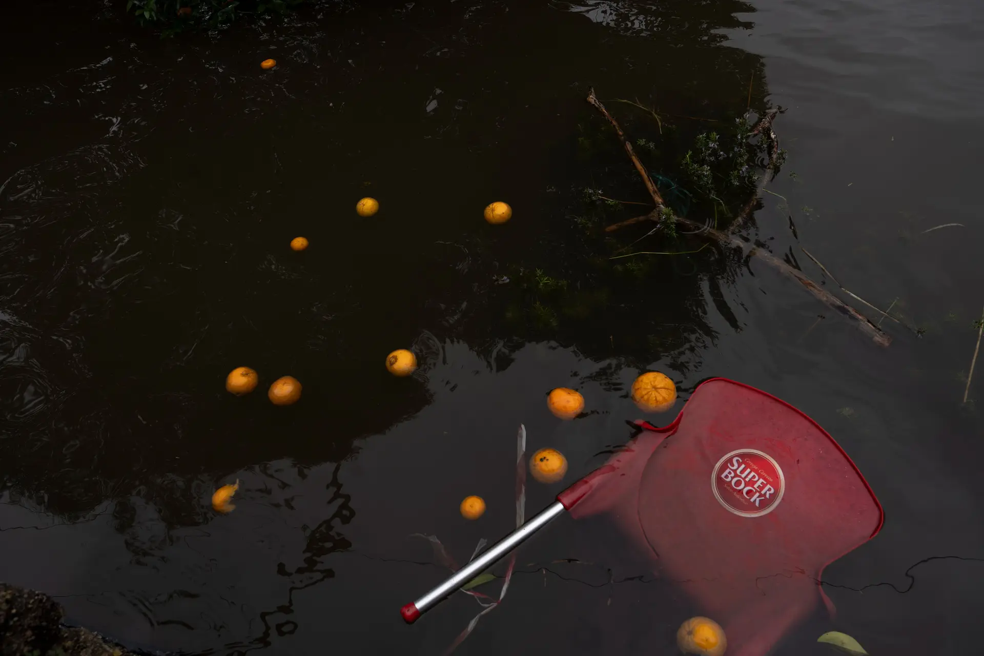 Agricultores com 1.695 declarações de prejuízo a Norte, 70% são do Douro