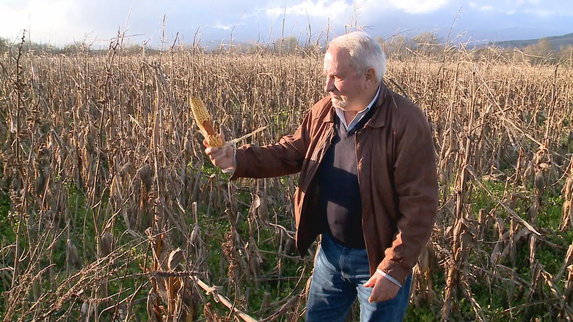 Centenas de hectares de milho a apodrecer na região da Cova da Beira após tempestades