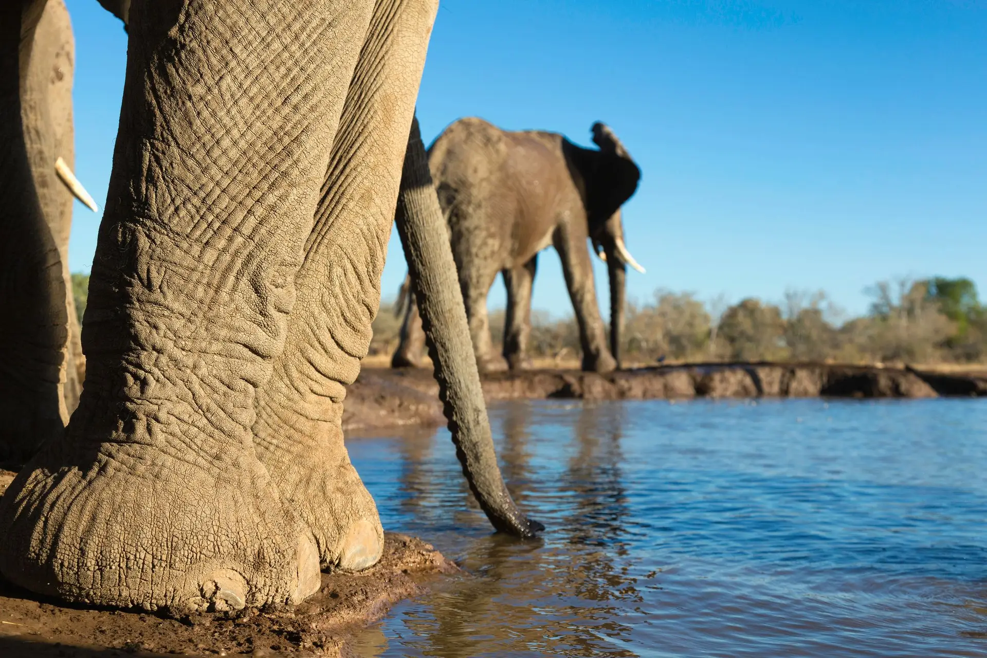 Italiano ferido após chocar (de carro) contra elefante no parque Nacional de Maputo