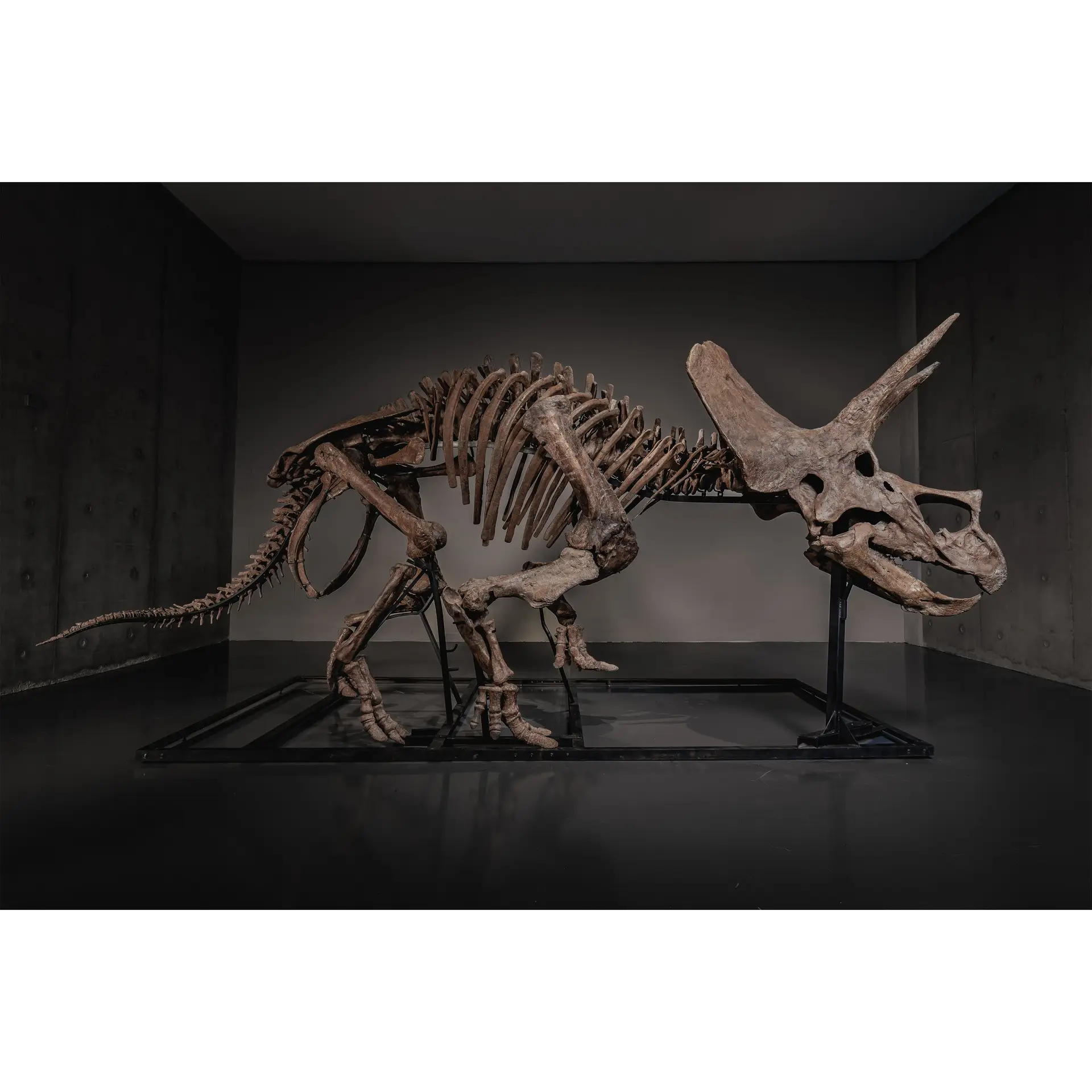  O único esqueleto de Triceratops em exposição num museu a ir a leilão