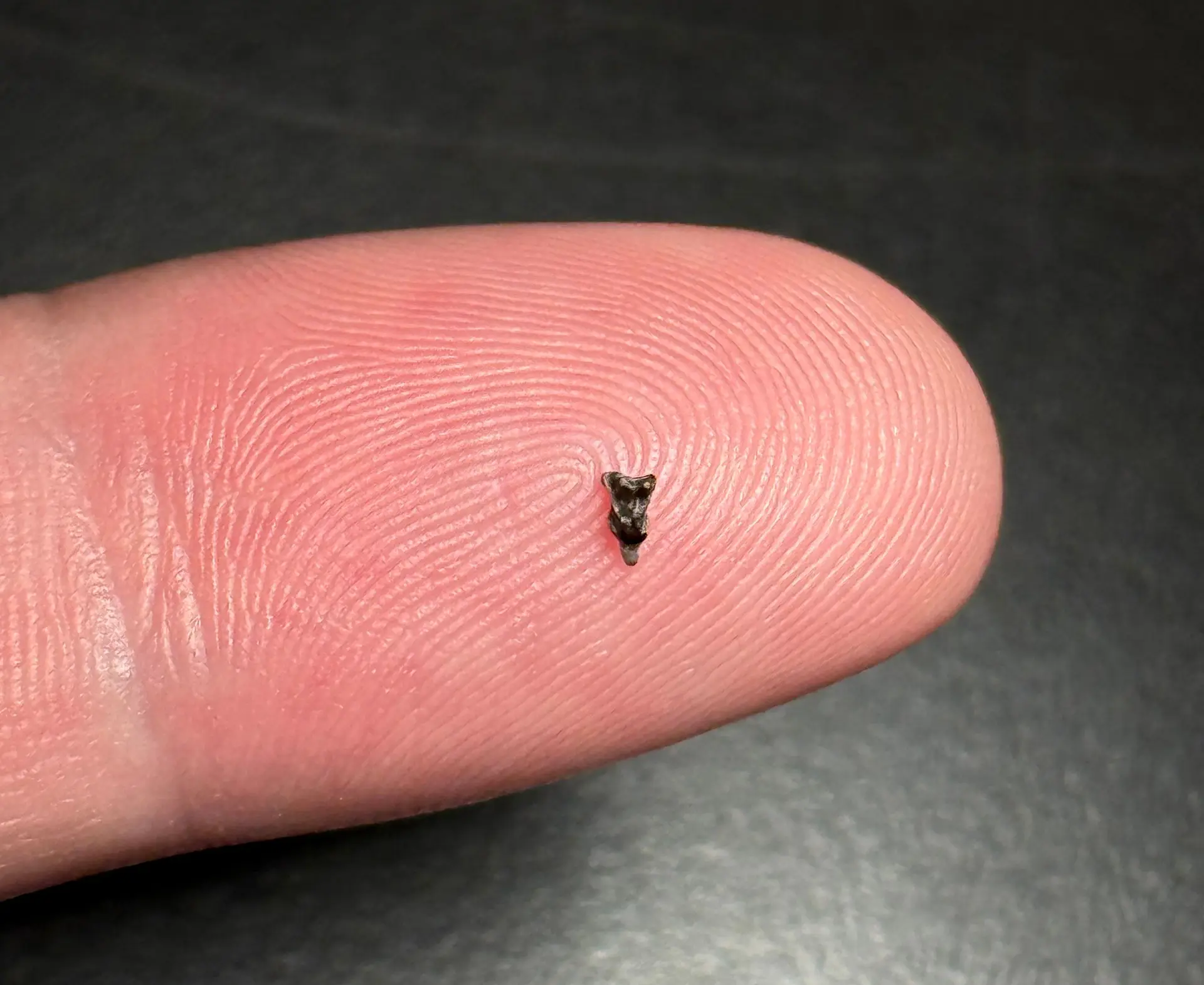 Microfóssil analisado no estudo sobre a evolução do parente mais antigo conhecido de todos os primatas 