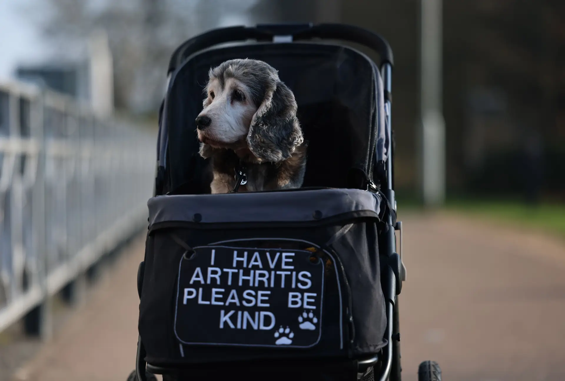 O Crufts é uma exposição canina internacional anual
