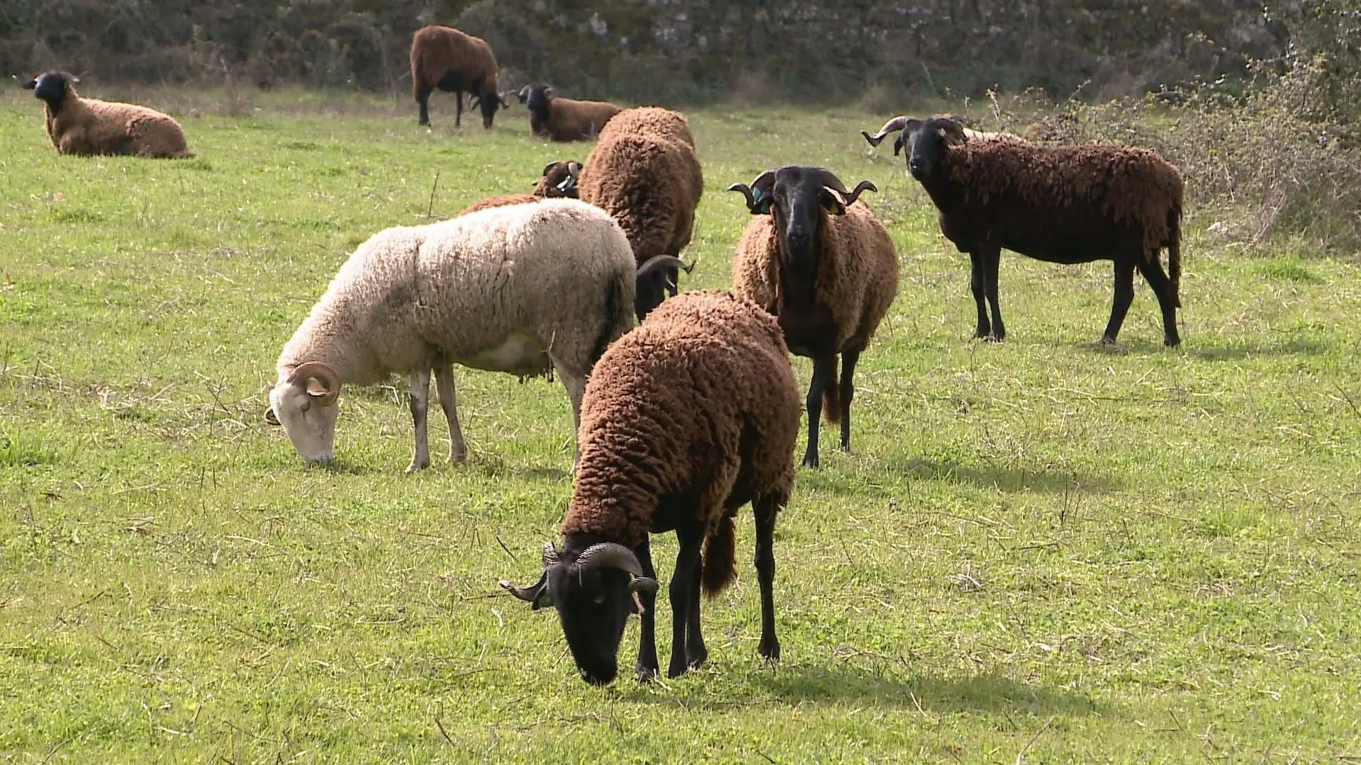 Procura por borrego e cabrito aumenta na Páscoa mas produção não acompanha mercado