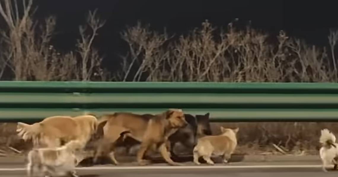 Patrulha Pata da vida real? Sete cães percorrem 17 km para regressar a casa