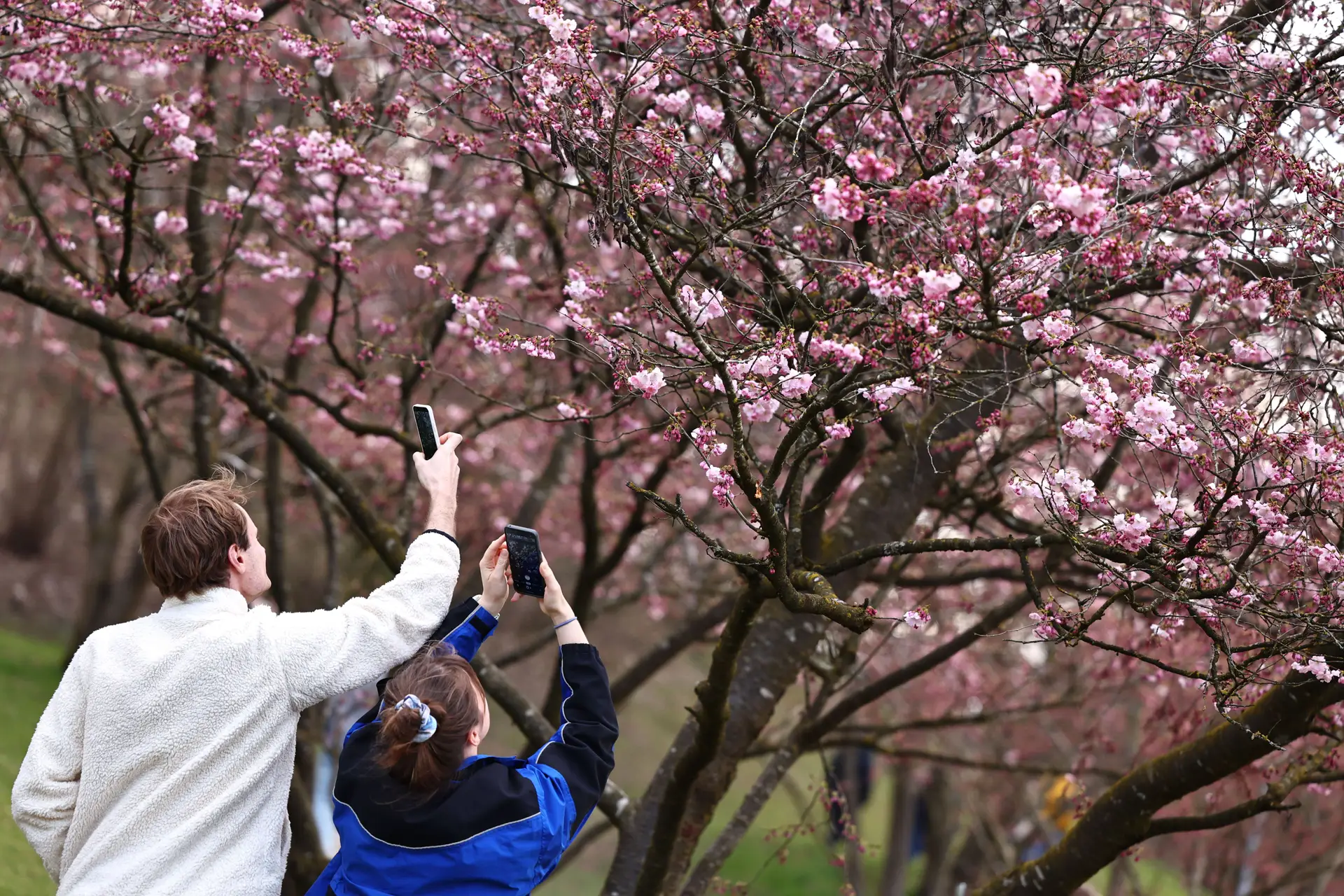 Pessoas fotografam cerejeiras em flor no Parque Olímpico de Munique, na Alemanha, durante a época de floração
