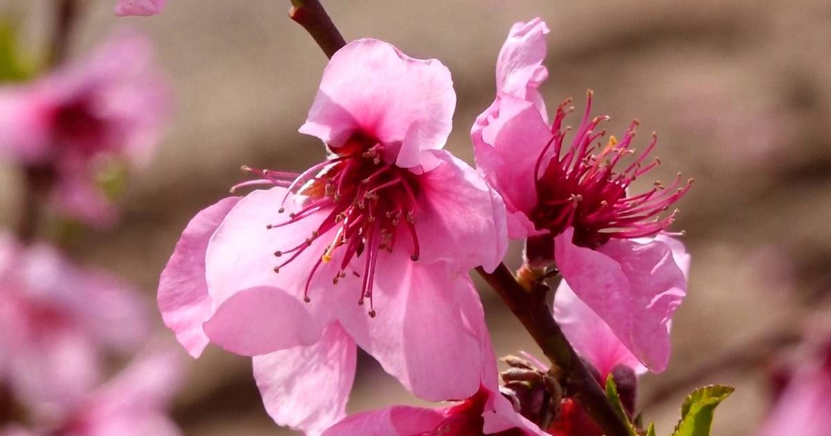 Floração dos pessegueiros atrai milhares de turistas à Catalunha