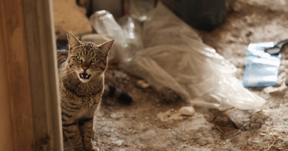 As vítimas silenciosas da guerra: animais abandonados lutam para sobreviver no Médio Oriente