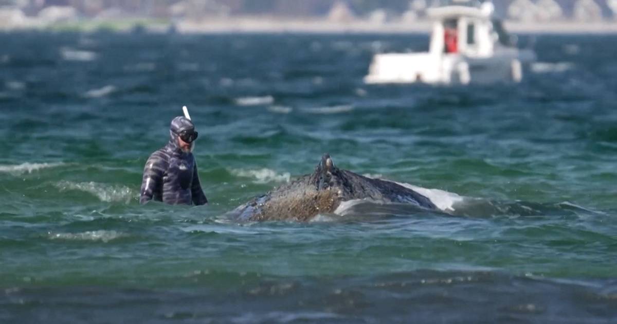 Operação de resgate salva baleia encalhada numa praia da Alemanha mas o seu futuro é incerto