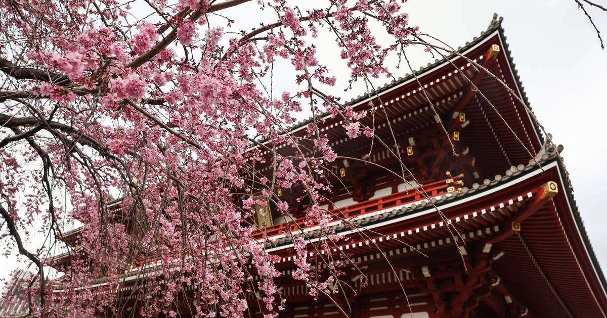 Milhares visitam jardins do Japão para ver cerejeiras em flor que anunciam a chegada da primavera