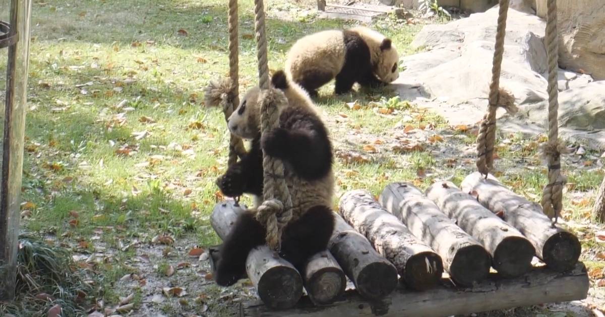 Conheça Qian Ran e Qian Yi: os gémeos pandas que são a nova sensação do zoológico de Xangai