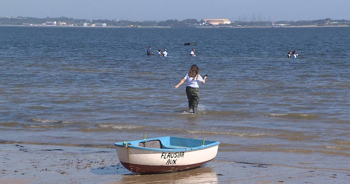 Ecossistema no Estuário do Sado ameaçado por âncoras e cabos de amarração