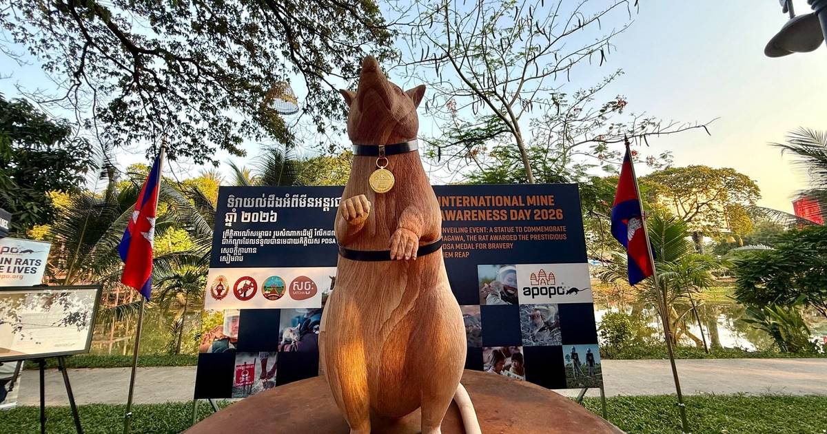 Depois da medalha de ouro, rato detetor de minas recebe estátua no Camboja
