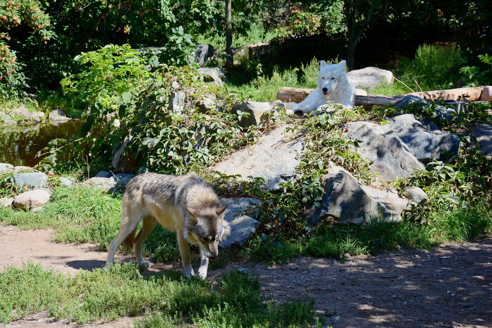 Bebé ferido por lobo depois de passar por baixo de cerca em zoo nos EUA