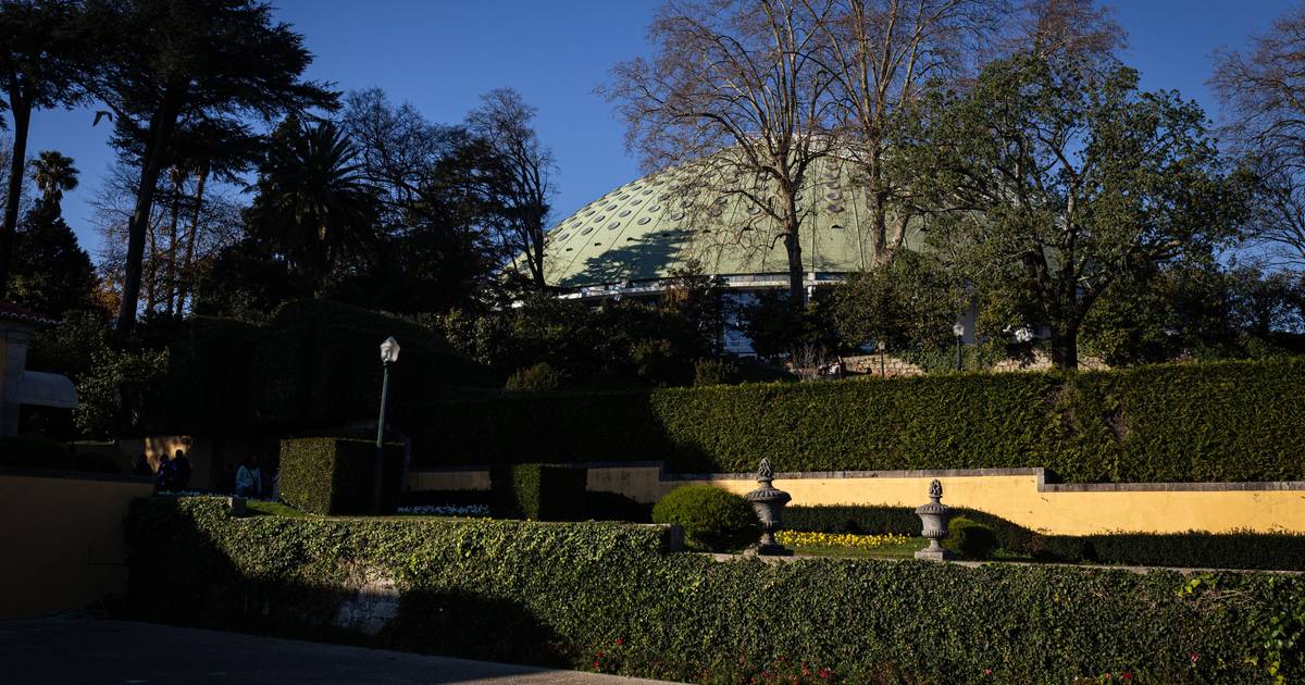 Rota das Árvores regressa ao Porto com oito sábados dedicados ao património arbóreo