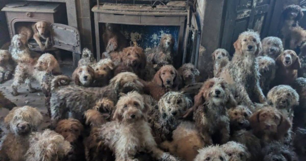 Mais de 250 cães encontrados numa casa sem condições no Reino Unido