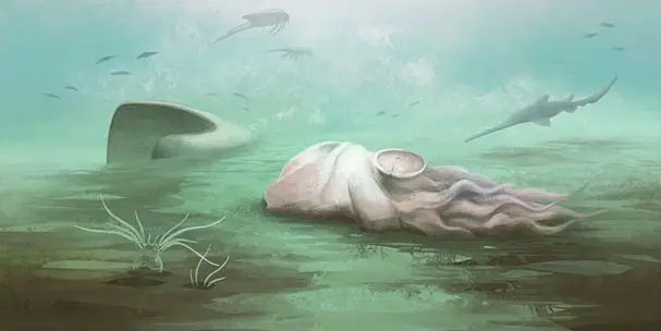 Polvo considerado o mais antigo afinal não pertence à espécie