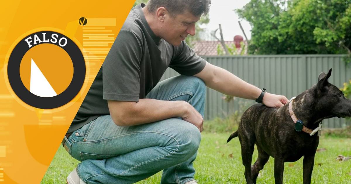 Dono de cadela na Austrália curou cancro incurável com IA? A SIC Verifica