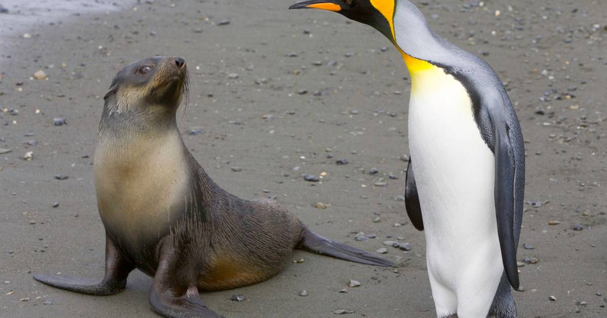 Pinguim-imperador e lobo-marinho-antártico estão em risco elevado de extinção