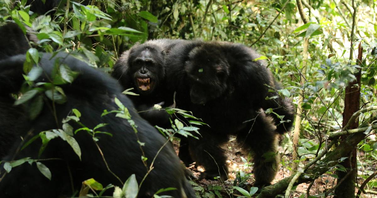 Investigadores observam cisão violenta entre chimpanzés que pode explicar conflitos humanos e guerras civis