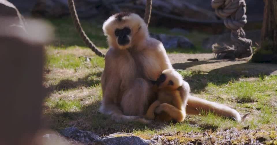 Zoo na Suécia dá as boas-vindas a primata em risco de extinção