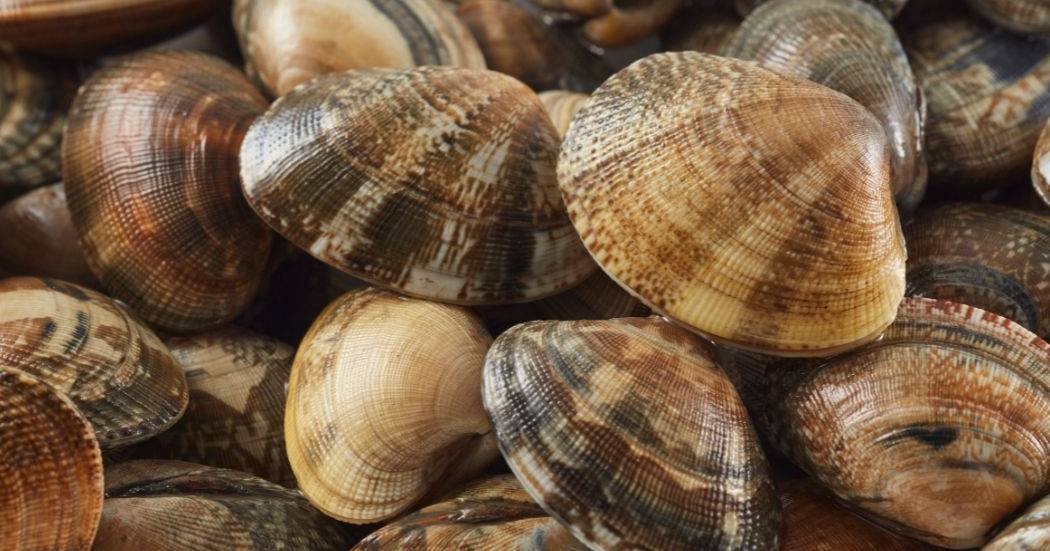 Amêijoa contaminada no Tejo? Autoridades afastam cenário, mas investigação continua